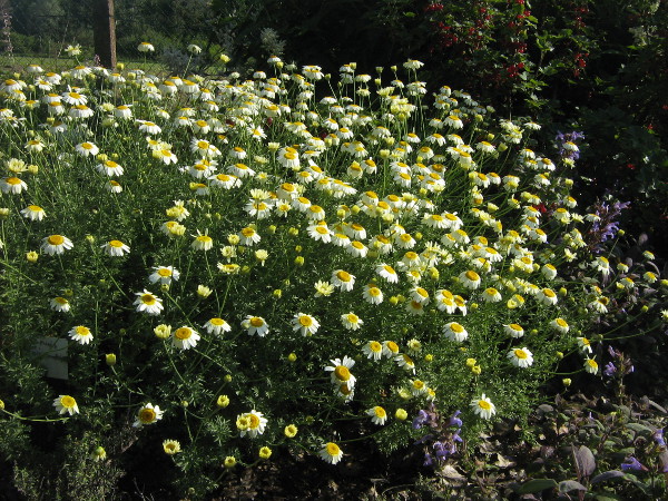 Anthemis tictoria Sauce Hollandaise